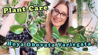 Plant Care Day! | Hoya Obovata Variegata | checking for root rot and propagating
