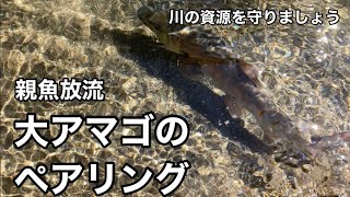 【生命の神秘】大アマゴのペアリング