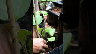 മഴക്കാലത്ത് ചെടികൾക്ക് വേണം എക്സ്ട്രാ കെയർ | monsoon care for plants| #plantscare #mansoon  #garden