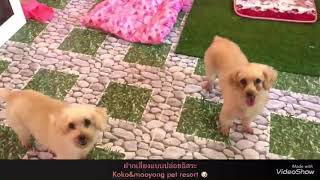 Koko \u0026 Mooyong Pet Resort     บริการรับฝากน้องหมาน้องแมว จ.เชียงราย