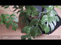 【観葉植物】sub サトイモ科の魅力｜育てやすい植物【vlog】