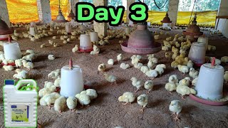 Day - 3 Broiler Poultry Farming | मुर्ग़ी पालन का 3 दिन | Broiler Poultry Management Day-3 New Batch