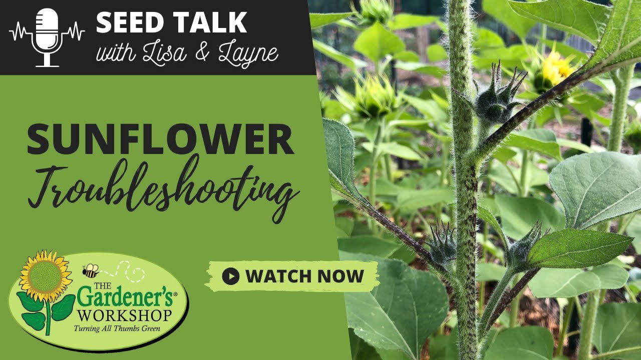 Seed Talk 42 Sunflower Troubleshooting Youtube