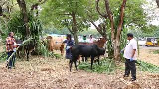 29/04/2020 TIRUPATI City Chamber orphan cow feeding at Tirumal foot steps during Corona pandemic.