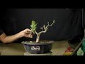 Ficus Tsiela Pipdi Bonsai Cutting Pruning & Wiring || Maskman Bonsai || Ahmedabad ||