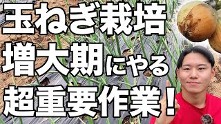 【3月下旬から】玉ねぎ栽培で実を大きくするために必要なのは水分です！その理由わかりますか？