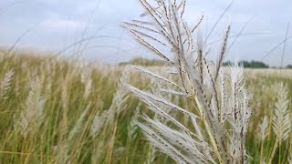 new vlog 2021 (Shari Ghat) South keraniganj