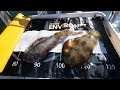 Shallow Water Squid Fishing | Fisho App