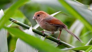 華江雁鴨公園鳥類