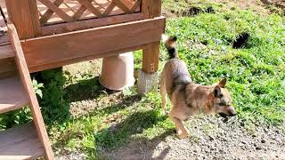 ドッグランで見送りをしてくれる野犬の保護子犬・大雪と仲間たち🐺✋