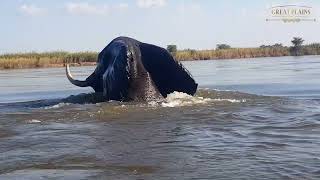 Elephant Bull Swimming in Zambezi River | Great Plains Conservation