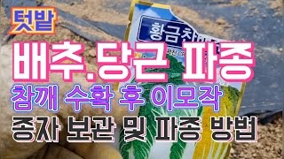 텃밭 배추,당근 파종 / 참깨 수확 후 이모작 / 종자 보관 및 파종 방법