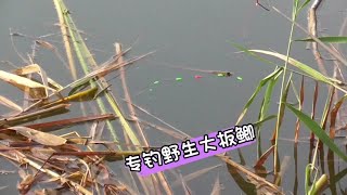 夏天钓鱼小鱼闹窝怎么处理，建议就挂这种饵，专钓野生大鱼