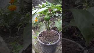 Chilli plants #music #instrumental #song  #nature