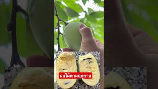 ผลไม้แปลกใน อเมริกา⁉️🧐