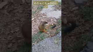 ビックリ野生のおサルさんかわいすぎ