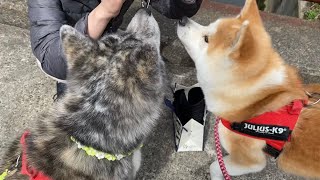 春を告げるホーホケキョと水分補給に貪欲な秋田犬こむぎ【Akita-inu】