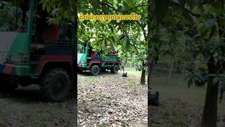 ដល់ពេលប្រមូលផលហើយ #mango #farming #villagelife #food #nature #garden