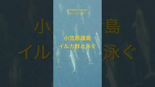 [日本世界自然遺産]小笠原諸島野生イルカ群と泳ぐ/小笠原, Ogasawara #travel