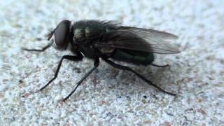 Greenbottle Fly (Calliphoridae: Lucilia?) Lateral Close-up