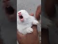 cute rabbit sweet sound 😍 shorts youtubeshorts animallover pets rabbit sound rabbitsound