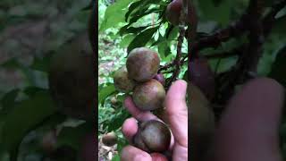 enjoy sa pagpitas ng prutas #plum #fruit #tree #harvest #farming #agriculture #asmr