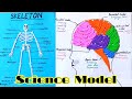 Science Model Of Human Body | Brain Model | Skeleton Model | School project |