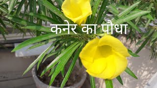 Kaner plant care tips | Kaner plant fertilizer | कनेर की पौधे की देखभाल