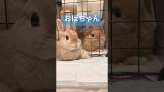 うさぎのヒソヒソ話　#shorts #bunny  #rabbit #うさぎ　#ウサギ　#ライオンラビット