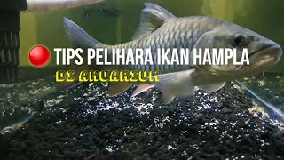 Tips Pelihara Ikan Hampala Di Akuarium || Predator Fresh water