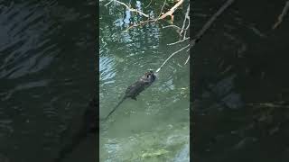 【イタリア・ミラノ】オリンピック選手なみの運動能力を持つヌートリアの運動兼食事風景、水の中で泳ぎつつ、ぶら下がりながら、木の枝をかじって、歯の健康と体形維持に努める姿をとらえました！#Shorts