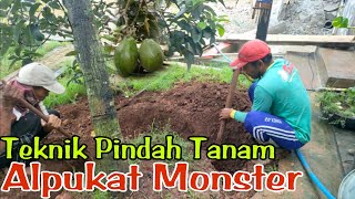 Cara Dongkel Pohon Alpukat Monster Dengan Benar Untuk Pindah Tanam