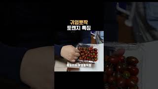 귀염뽀짝 토렌지 특징