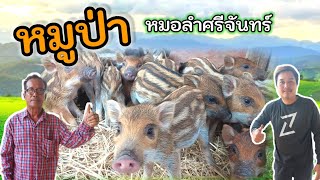 การเลี้ยงหมูป่า / พร้อมประสบการณ์ 5 ปี / กับฟาร์มหมูป่าหมอลำศรีจันทร์