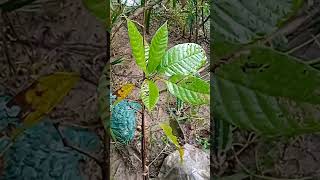 চক‌লেট গাছ। কো‌কোয়‌া গাছ। #chocholates #cocoatree #nature #plants বাংলা‌দে‌শে চক‌লেট গাছ। #চক‌লেট