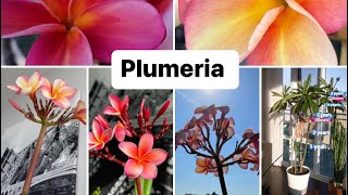 Plumeria indoor care (frangipani houseplant)