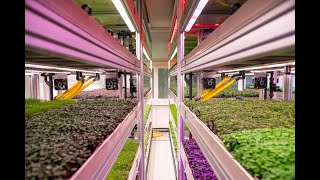 Introducing Tungsram Vertical Farming