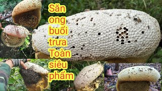 Săn 🐝 Ruồi Buổi Trưa gặp rất nhiều 🐝 Toàn Tổ Siêu phẩm