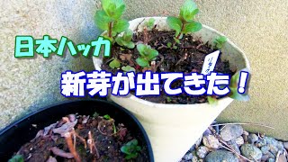 【新芽が出てきた！】日本ハッカを増やそう！鉢植えでガーデニング！