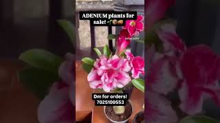 ADENIUM plants for sale!  #adeniumflowerplants #plants