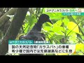 カラスに襲われ動けなくなっていた絶滅危惧種「ヨナグニカラスバト」　回復し自然に帰る