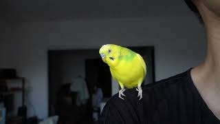 『上を向いて歩こう』を口笛で聴いたセキセイインコ、チャッピーは、上を向いて…？　I whistled a song \