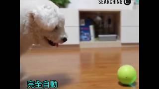 Searching C -【Wickedball 自動寵物玩具球】