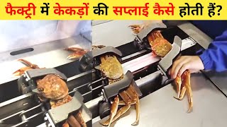 केकड़े की मशीन | Crab Processing In The Factory | Amazing Crab Cutting Machine