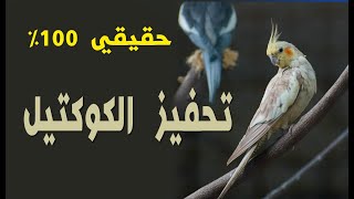 اقوى تحفيز لطيور الكوكتيل على التزاوج /حقيقي 100%