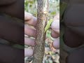 Grafting trees of different species  Choosing the Right Grafting Technique depends on several variab