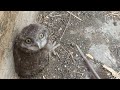 उल्लू की आंखें उल्लू का बच्चा कैसा होता है baby owls उल्लू की आंखें खुली gugu pakshi ki video