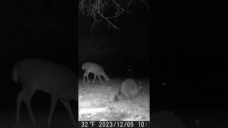 Cute little deer out with a fat raccoon 🦝 such a puffball