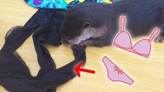 【ド変態カワウソ】脱ぎ捨てられた短パンからアレを器用に抜き出すビンゴ(Otter Bingo got himself an underwear)