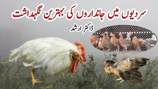 Tips for Winter Chicken Care | Keeping Poultry Birds Warm in Cold Weather | Dr. ARSHAD